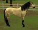 Lusitánský kůň